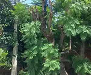 Poda de árboles en Calle San Francisco y Caracas.