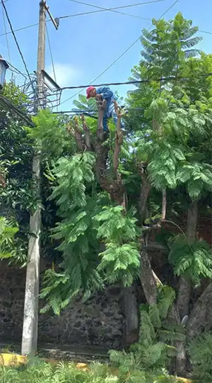 Personal del Fraccionamiento Burgos de Cuernavaca arriba de un árbol realizando la poda de un árbol.